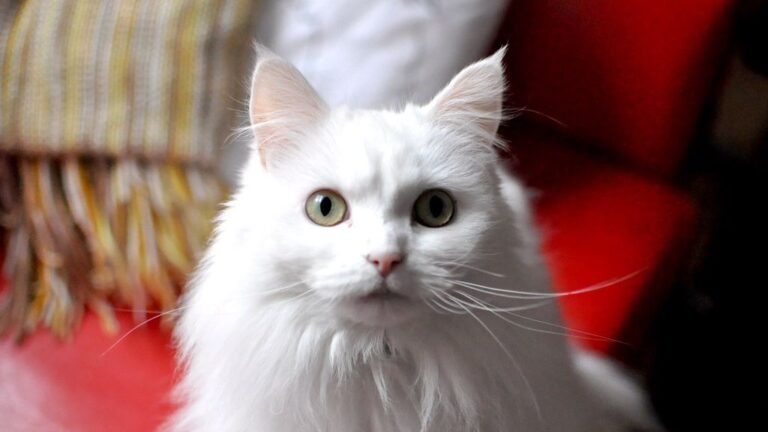 8 Cat Breeds Most Suitable For Zodiac Sign Sagittarius