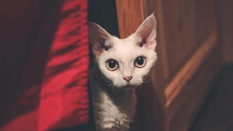 12 Cat Breeds That Don't "Grow Out" of Difficult Behavior - No Matter the Age