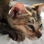 Why Your Cat Keeps Throwing Up: 5 Common Causes of Feline Vomiting