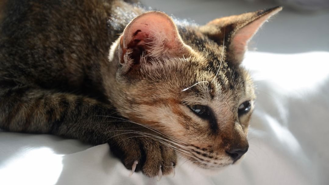 Why Your Cat Keeps Throwing Up: 5 Common Causes of Feline Vomiting