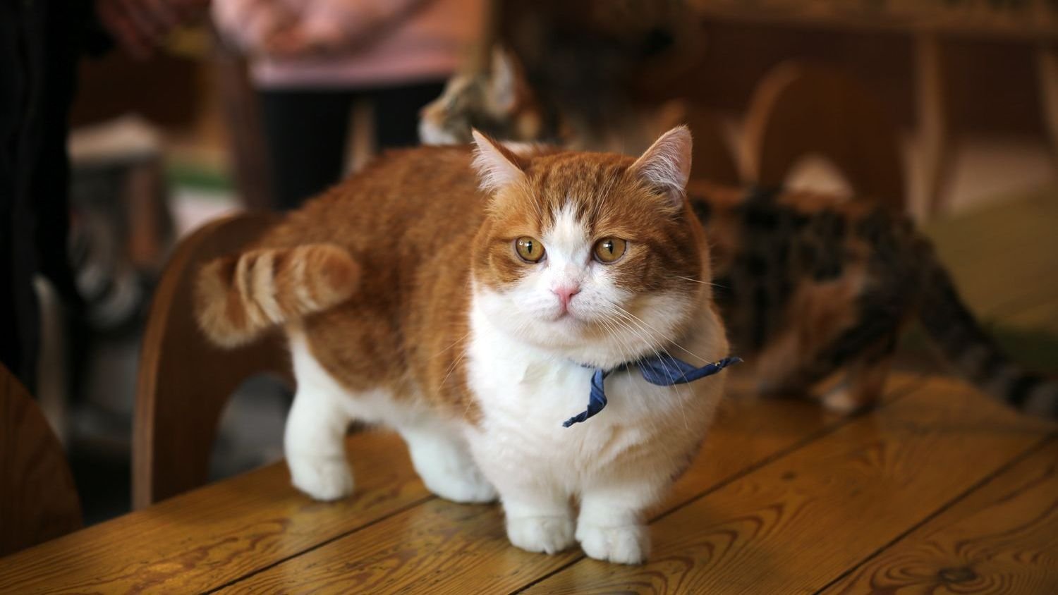 10 Cat Breeds Vets Secretly Wish Potential Owners Would Research Twice Before Choosing