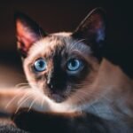 7 Cat Breeds That Disrupt Harmony for Zodiac Sign Libra