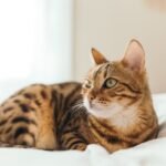 8 Best Cat Breeds For Zodiac Sign Aries And 5 To Avoid