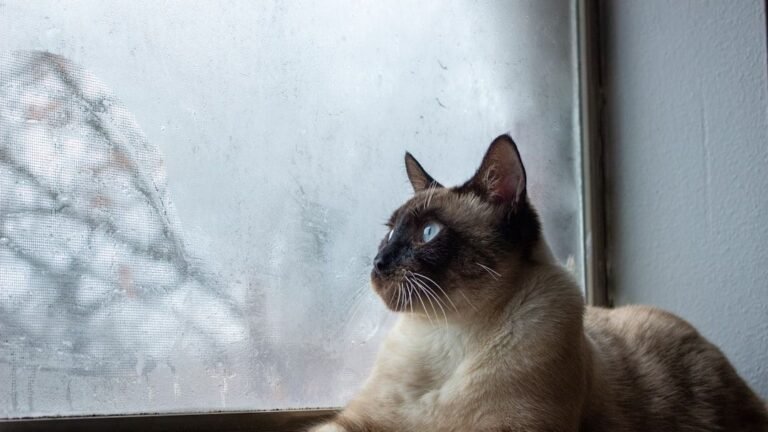 Best Cat Breeds for Intense Scorpio Personalities