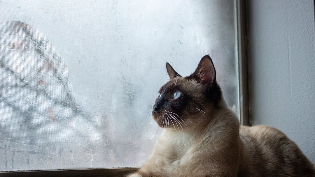 Best Cat Breeds for Intense Scorpio Personalities