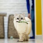 8 Ways Your Cat's Playtime Is Actually a Masterclass in Mindfulness