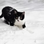 How to Protect Your Cat's Paws in Winter