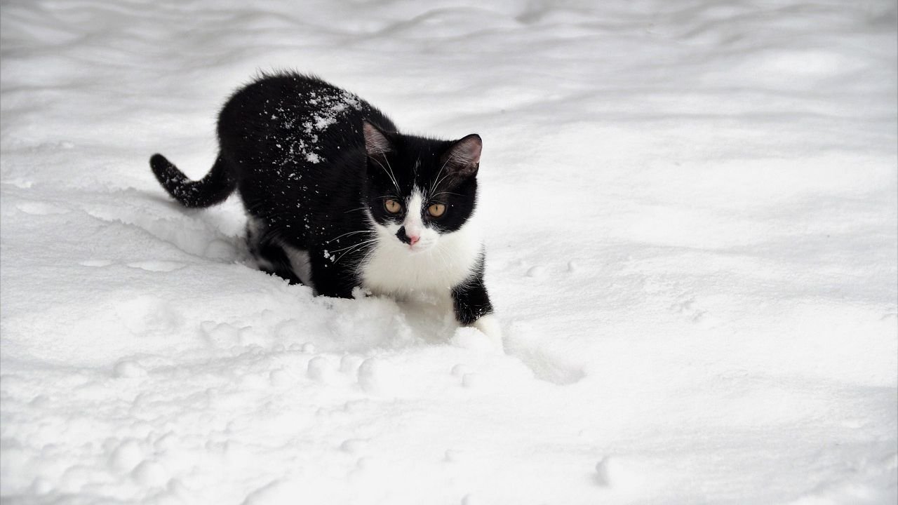 How to Protect Your Cat's Paws in Winter