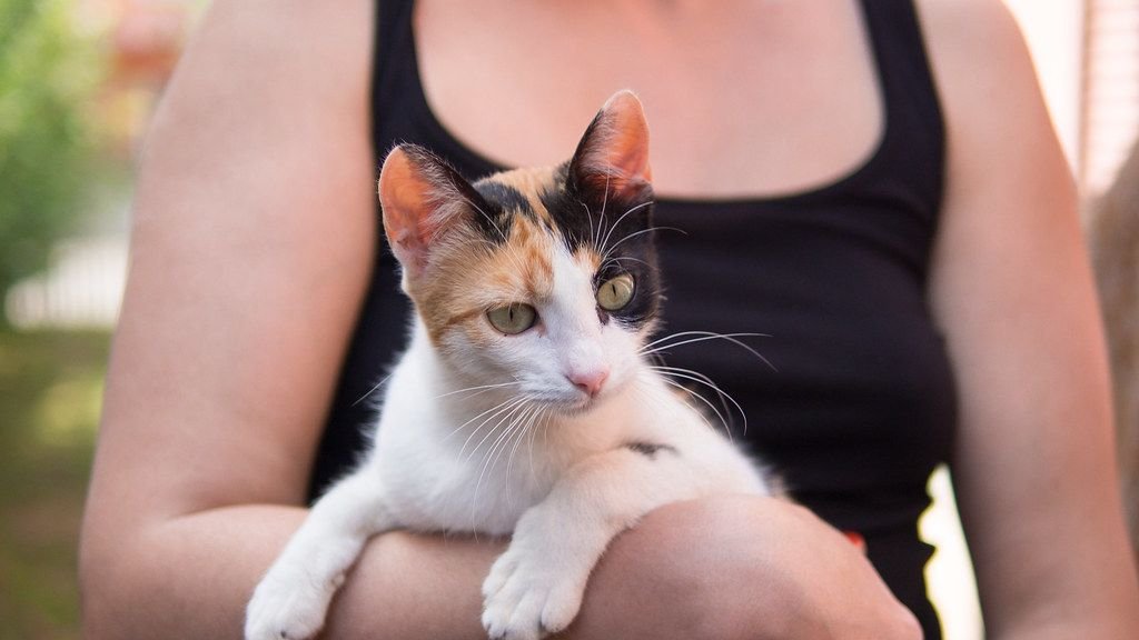 Think Your Cat is Aloof? 7 Subtle Ways They're Actually Obsessed With You