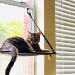 9 Small Changes In Your Home That Can Improve Your Cat's Life