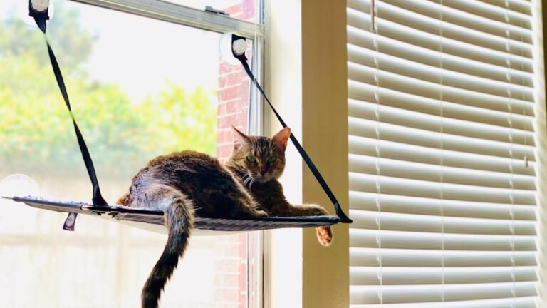 9 Small Changes In Your Home That Can Improve Your Cat's Life