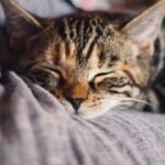 The Purr-fect Sleep Cycle: How Your Cat's Napping Habits Reveal Their Inner World