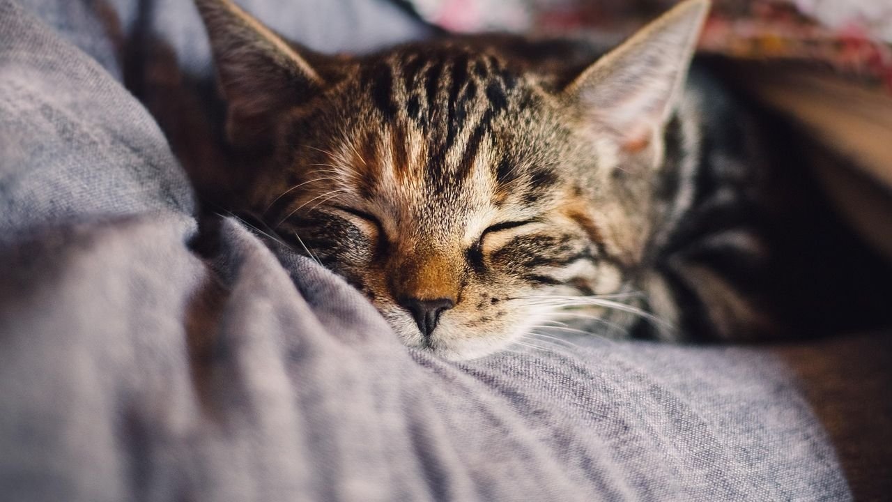 The Purr-fect Sleep Cycle: How Your Cat's Napping Habits Reveal Their Inner World