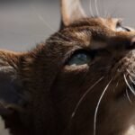 Best Cat Breeds For Intense Scorpio Personalities