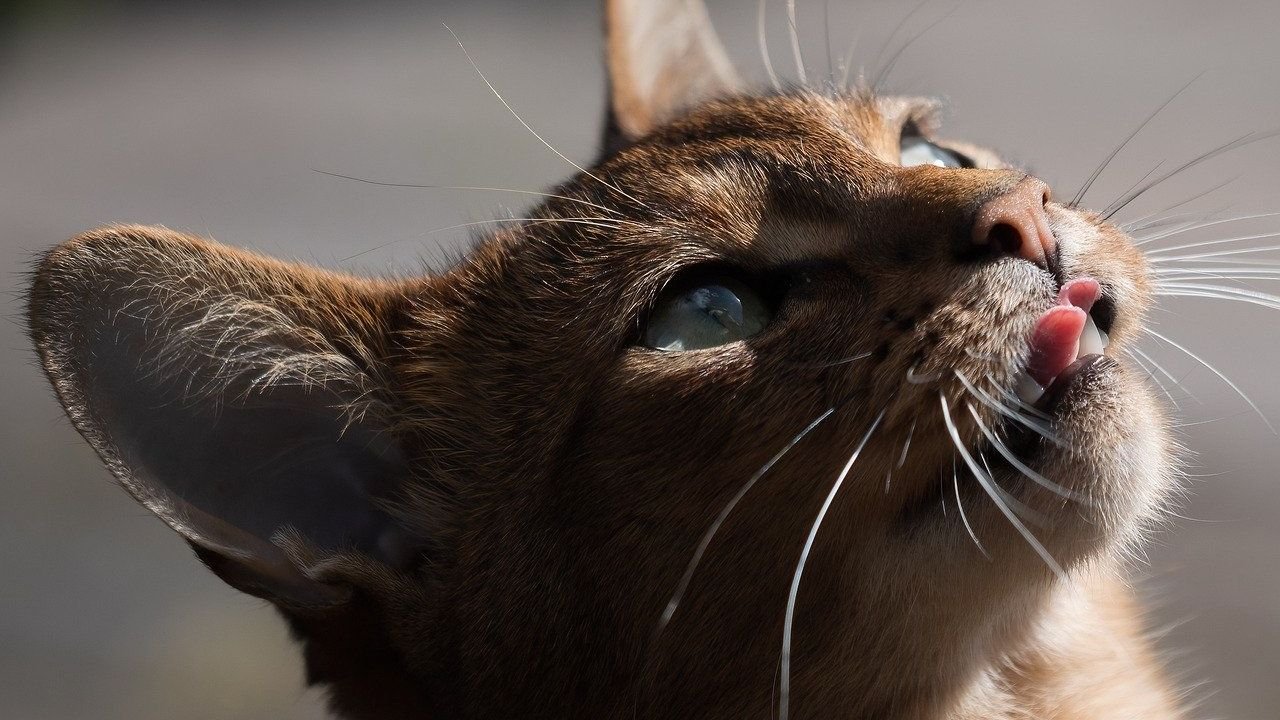 Best Cat Breeds For Intense Scorpio Personalities