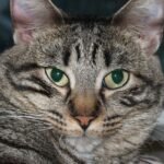 Beyond the Meow: 8 Unexpected Sounds Your Cat Makes (and What They Mean)