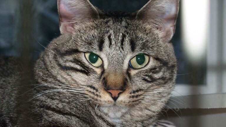 Beyond the Meow: 8 Unexpected Sounds Your Cat Makes (and What They Mean)