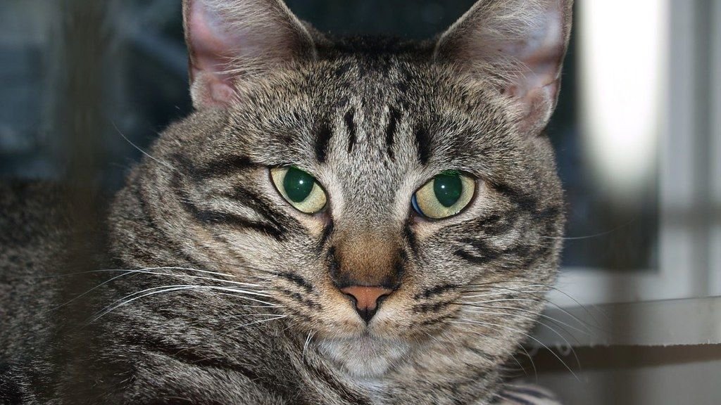 Beyond the Meow: 8 Unexpected Sounds Your Cat Makes (and What They Mean)