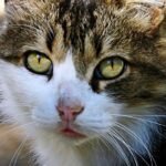 Your Cat's Playtime Rituals: Are They Just Fun, or Something More Profound?