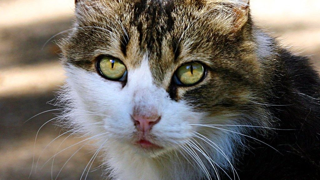 Your Cat's Playtime Rituals: Are They Just Fun, or Something More Profound?