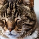 The Whisker Wonderland: 7 Things Your Cat's Whiskers Secretly Tell You