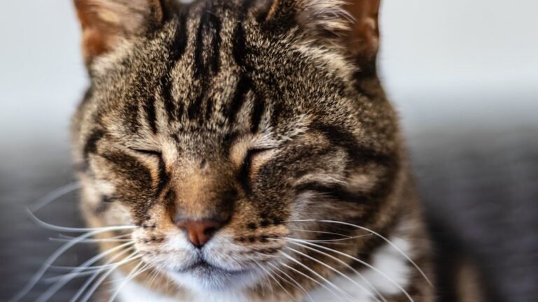 The Whisker Wonderland: 7 Things Your Cat's Whiskers Secretly Tell You