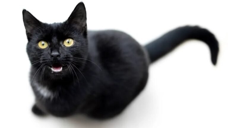 What Those Mysterious Midnight Meows Really Mean for Your Cat
