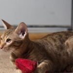 10 Demanding Cat Breeds That May Overwhelm Nervous or Anxious Owners