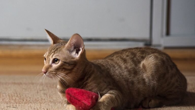 10 Demanding Cat Breeds That May Overwhelm Nervous or Anxious Owners