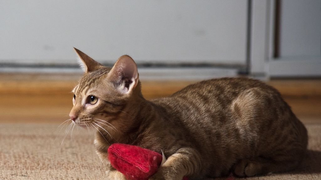 10 Demanding Cat Breeds That May Overwhelm Nervous or Anxious Owners