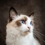 10 Cat Breeds Most Compatible With Zodiac Sign Leo
