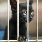 15 Cat Breeds Shelters Report Are Most Likely to Be Returned Due to Difficult Temperaments