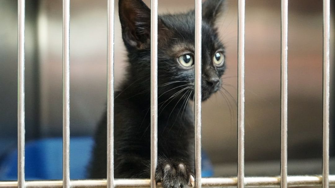 15 Cat Breeds Shelters Report Are Most Likely to Be Returned Due to Difficult Temperaments