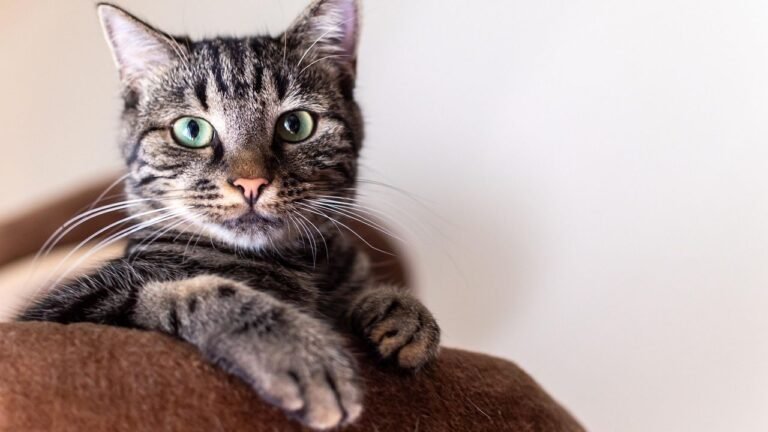 8 Common Myths About Cat Behavior You Absolutely Need to Stop Believing