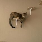 What If Your Cat's Obsession with High Places is Actually a Masterclass in Observation?