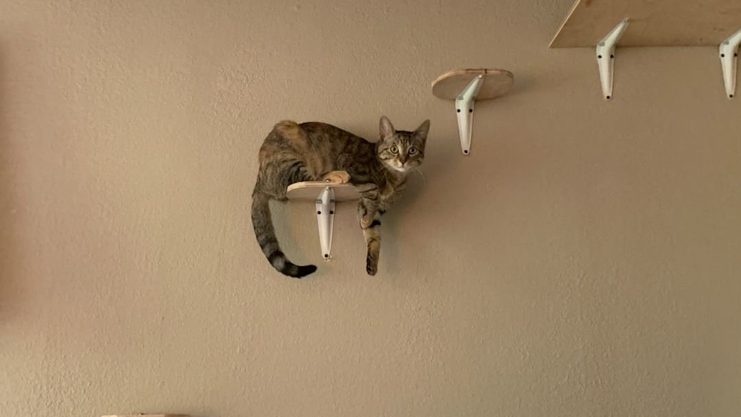 What If Your Cat's Obsession with High Places is Actually a Masterclass in Observation?