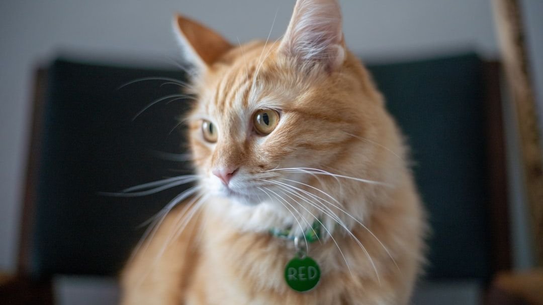 Your Cat's Secret Health Habits: 10 Subtle Signs They're Keeping Fit