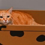 Why Your Cat Loves Boxes So Much: It's Not Just a Hiding Spot, It's Science!