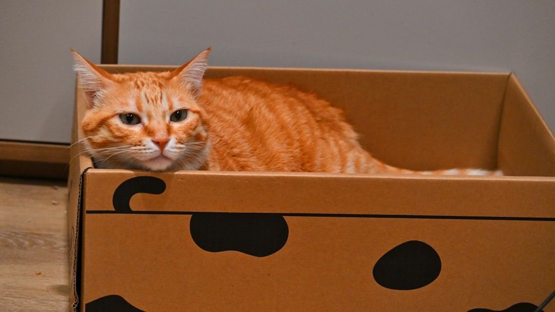 Why Your Cat Loves Boxes So Much: It's Not Just a Hiding Spot, It's Science!