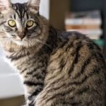 8 Mistakes Humans Make That Confuse Their Cats (and How to Fix Them)