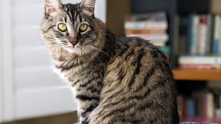 8 Mistakes Humans Make That Confuse Their Cats (and How to Fix Them)