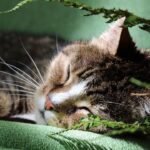 10 Surprising Habits That Prove Your Cat Is a Creature of Comfort