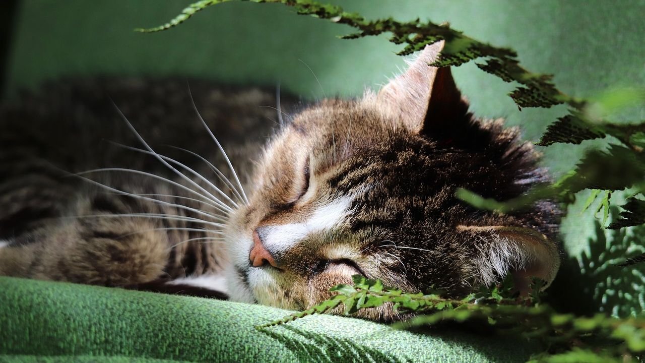 10 Surprising Habits That Prove Your Cat Is a Creature of Comfort