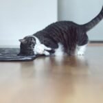 7 Tiny Gestures That Make a Huge Difference to Your Cat's Happiness