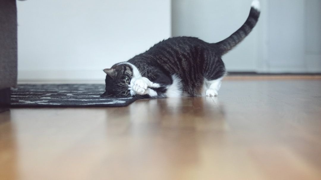 7 Tiny Gestures That Make a Huge Difference to Your Cat's Happiness