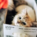 What If Your Cat's Obsession with Boxes is Really a Clever Act of Hide-and-Seek?