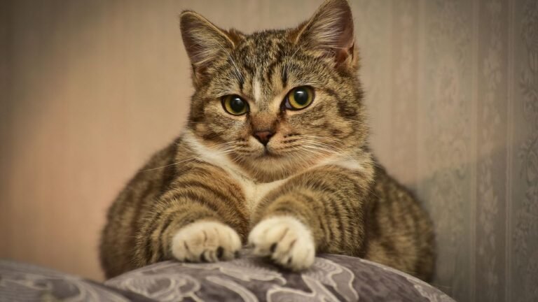 The Cozy Art of Cat 'Making Biscuits': Why Your Feline Kneads You (Literally!)