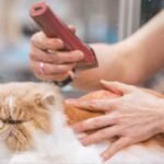 14 Cat Breeds Groomers Say Are Nearly Impossible to Maintain Without Constant Battles