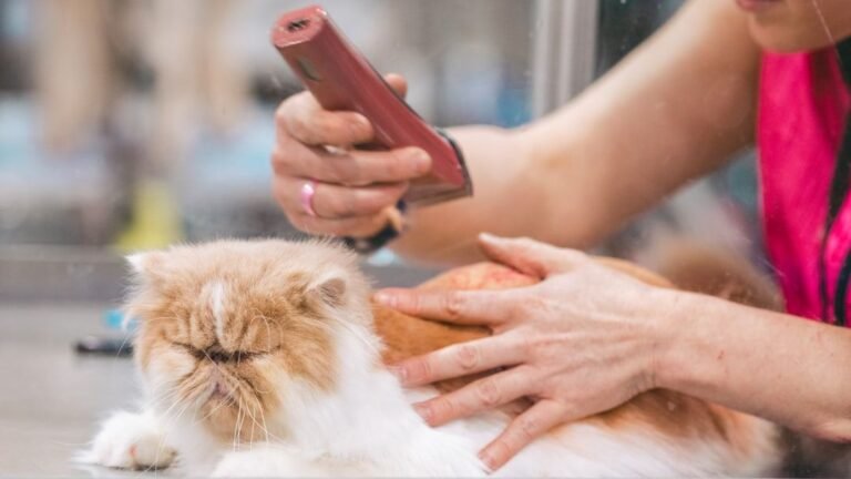 14 Cat Breeds Groomers Say Are Nearly Impossible to Maintain Without Constant Battles