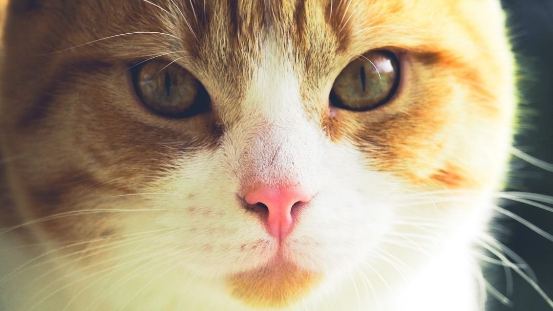 Cats Don't Hate Water, They Just Prefer a More Sophisticated Approach to Hydration